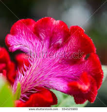 Crested Celosia Stock Photos Royalty Free Images Vectors Celosia Flower Flowers Flower Photos
