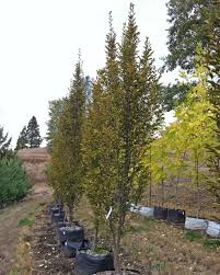 An extensive range of top quality bare root & pot grown trees, hedge plants & shrubs including oak, beech, cherry, laurel, holly, quickthorn, blackthorn & hornbeam delivered to you from our family nursery in devon. Carpinus Betulus Fastigiata Upright European Hornbeam
