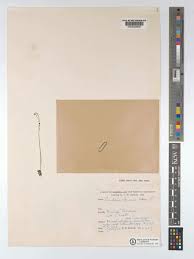 Image result for Genlisea africana