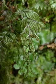 Image result for Hymenophyllum peltatum