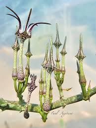 Image result for Ceropegia crassifolia