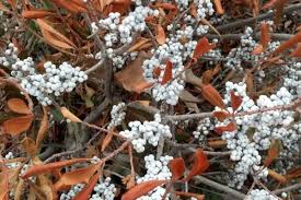 Image result for Myrica pilulifera