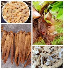 Image result for Gerbera piloselloides