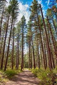 This Is A Photograph Taken Along The Methow Valley Sports Trails Association Trail System Big Valley Views Was The Trailhead We Parked Valley View Views Trail