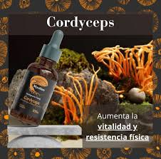 Cordyceps — Mycellium