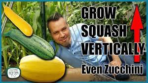 A blog about crafts, cooking, and clever stories about being a mom. Grow Squash Vertically Even Zucchini Complete Guide Youtube