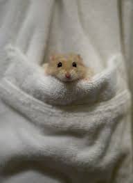 How To Get Your Hamster To Try New Foods Cute Hamsters Hamster Cute Baby Animals
