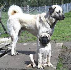 kangal or karabash kangal dog hound dog breeds dog breeds