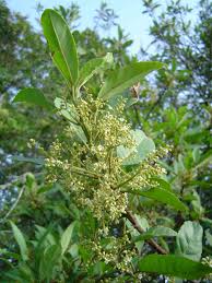 Image result for Maesa lanceolata
