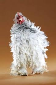Gambar Ayam A Bantam Splash Cochin Pullet Gallinas Y Gallos Aves De Corral Aves De Colores