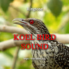 Ringtone Koyal Song Asian Koel Sound Download For Free
