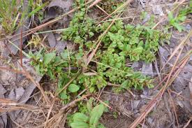 Image result for Limnophila ceratophylloides