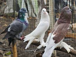 ‫كم مرة يأكل الحمام في اليوم؟.. اعرف الكمية المناسبة - بوابة الطبيب البيطري‬‎