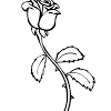 The article includes the most popular flowers found across the world with some factual this sheet is a perfect way to start teaching about different types of rose and their identifying features. 1