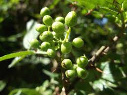 Image result for Zanthoxylum chalybeum