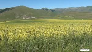 Una tradizione forte, radicata, che si pensa risalga addirittura al 3000 a.c. Castelluccio Di Norcia E La Fioritura Delle Lenticchie Nel Parco Monti Sibillini Sibilliniweb It Youtube