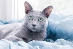 Do people have allergies to Russian Blue cats? - Quora