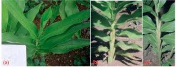 Image result for Siphonochilus kilimanensis