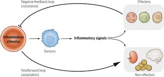 نتیجه جستجوی لغت [inflammatory] در گوگل