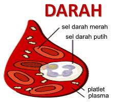 Dengan memiliki bentuk seperti itu, sel darah merah mampu jumlah leukosit akan meningkat saat tubuh berperang melawan penyakit. Kandungan Darah Manusia