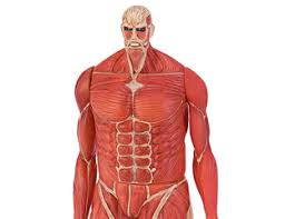 We did not find results for: Figurka Koloss Titan Colossal Titan