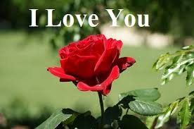 Or latest love gif images like i love you good morning love stickers app for whatsapp is the best sticker apps platform that enables you to express your love in many ways using hearts, flowers or hd emoji stickers for whatsapp and. I Love You Images With Roses U Hd Image With Name Beautiful Love Pictures