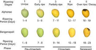 different ripening stages and colour chart for alphonso and