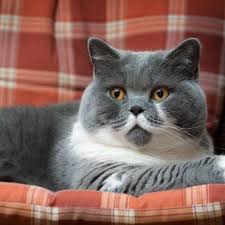 Elit Yavrukedi Scottish Fold British Shorthair Elityavru