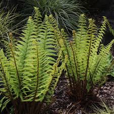 Image result for Dryopteris kilemensis