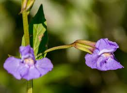 Image result for Mimulus gracilis