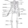 The abdominal muscles are shown in red, it is very easy to see from this diagram how a six pack is made, and also why some people have an eight pack. 1