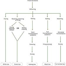 Image result for Synaptolepis oliveriana