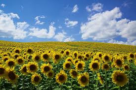 「美瑛町」の画像検索結果