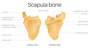 Maybe you would like to learn more about one of these? Scapula Stock Vector Illustration Of Anatomical Back 27014152