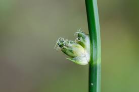 Image result for Schoenoplectiella juncea