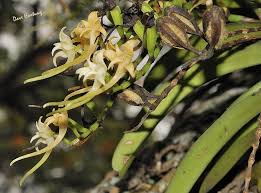 Image result for Cyrtorchis praetermissa