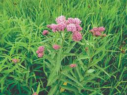 The name common fits the plant well because when not in bloom, it goes pretty much unnoticed, growing humbly along roadsides. Milkweeds As Honey Plants Bee Culture