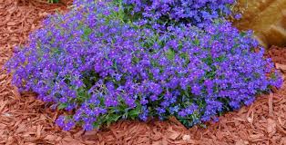 Image result for Cuphea hyssopifolia