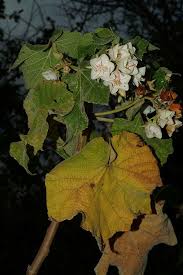 Image result for Dombeya lastii