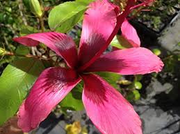 Everything about care, location, watering, varieties and diseases. Fiji Pink Tropical Hibiscus Tree Plant Collectors Favorite Rare Fiji Pink Single Pinwheel Starter Size 4 Inch Pot Emerald Tm Emerald Goddess Gardens