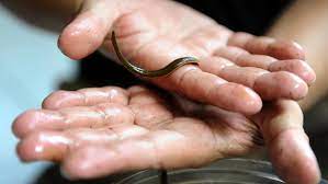 How To Remove A Leech (And How To Avoid Them In The First Place) | The  Manual