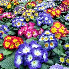 Pin On Gardening Ideas