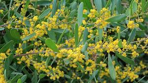 Image result for Acacia