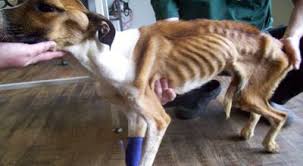 Maybe you would like to learn more about one of these? Hope Anjing Paling Kurus Di Dunia Okezone News