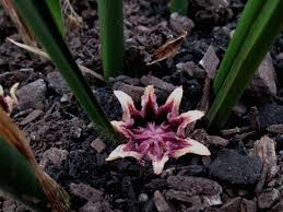 Image result for Kořenokvětka Aspidistra