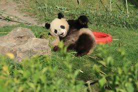 Fin janvier 2017, pairi daiza devient le second parc européen, après le zoo de copenhague au danemark, à détenir des diables de tasmanie. Loir Et Cher Le Petit Panda De Beauval A Mange Le Gateau De Ses 2 Ans