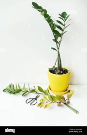 Image result for Zamiokulkas Zamioculcas