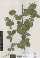 Image result for Grewia similis