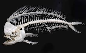 Angler Fish Skeleton Fish Skeleton Fish Art Animal Bones