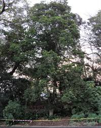 Image result for Cassipourea